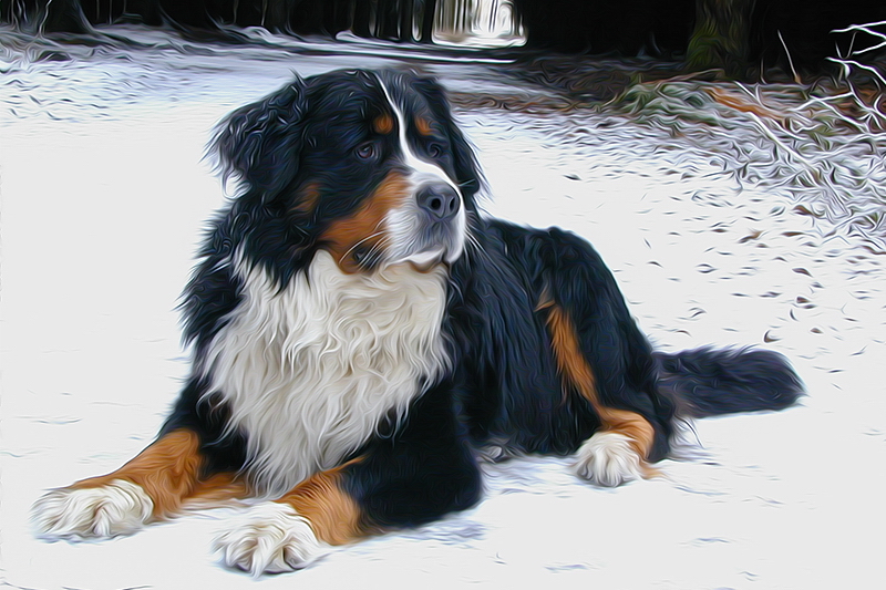 charly 2203 als Smartobjekt-1.jpg - .